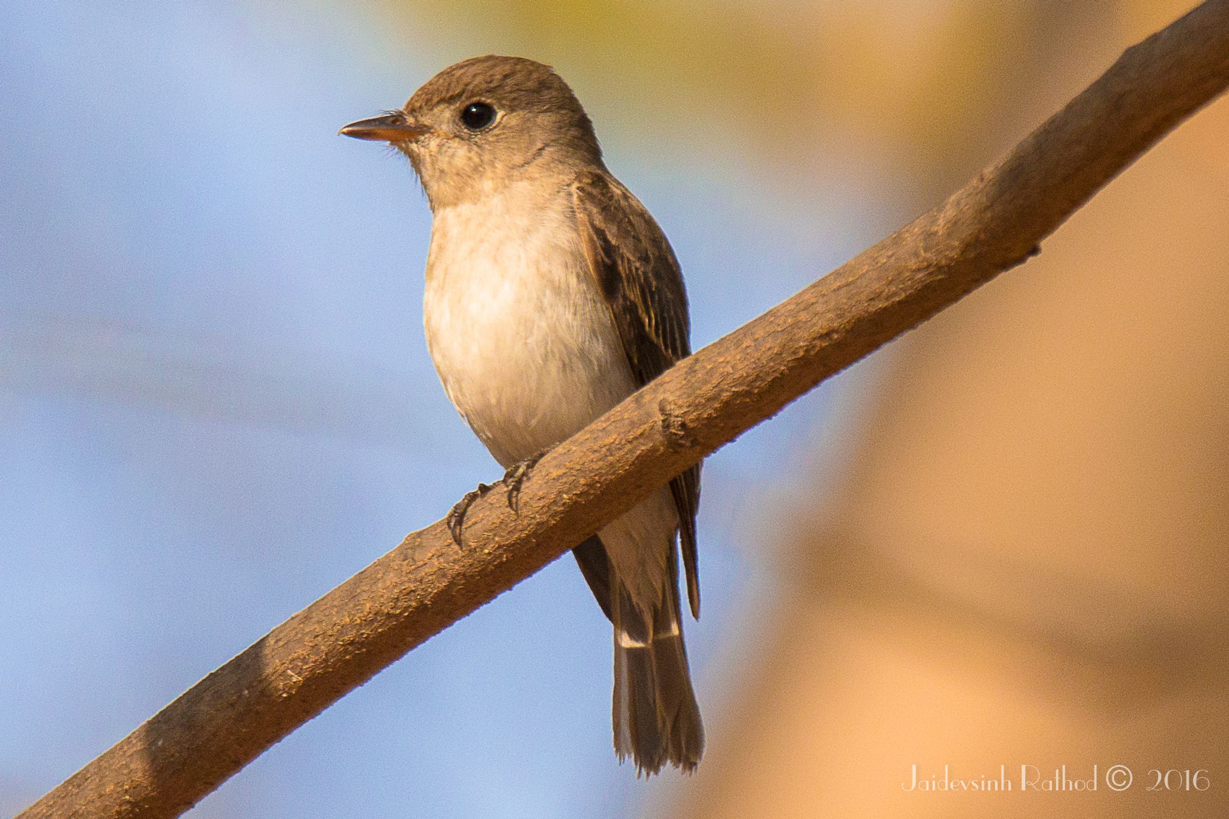 Asian Brown Flycatcher